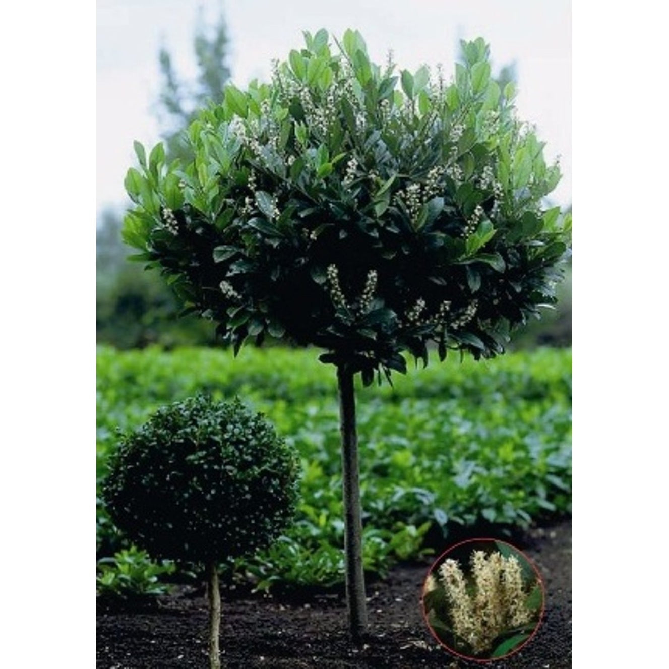 Lagerkörsbär – Prunus laurocerasus 'Mano' - 80 CM Stem C10